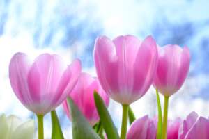 Développeur Full-stack : Spring / Cassandra / Kafka (H/F)